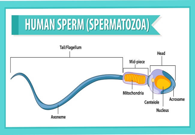 8 Signs of Sperm Cramps: When to Seek Medical Help