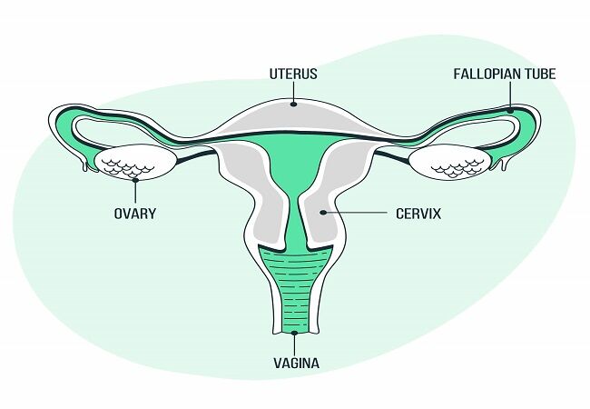Ovary